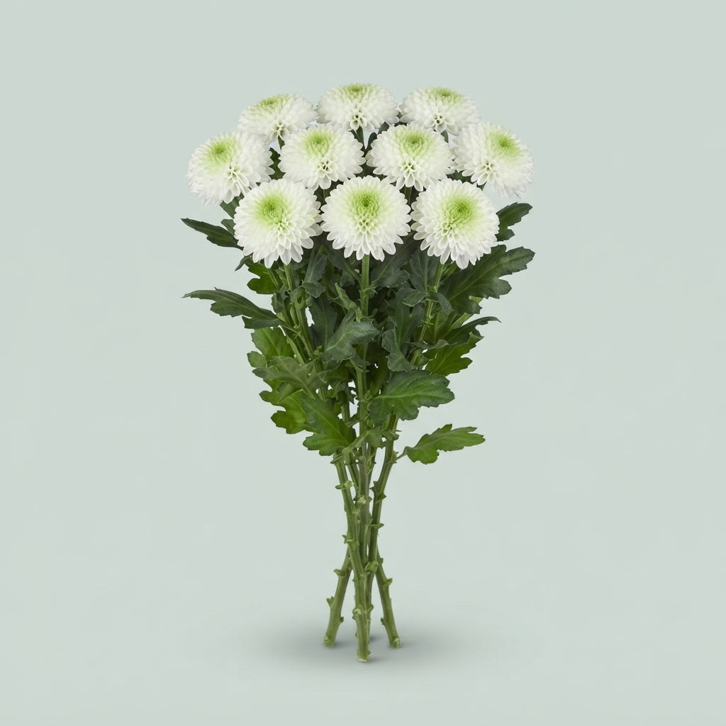 FeedSync:wholesale:32329b94f6464840f2e3b23d041346ddf98412ef