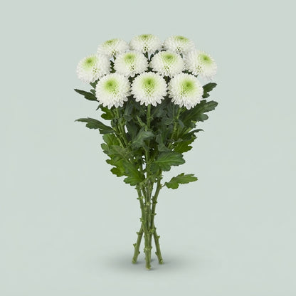 FeedSync:wholesale:32329b94f6464840f2e3b23d041346ddf98412ef