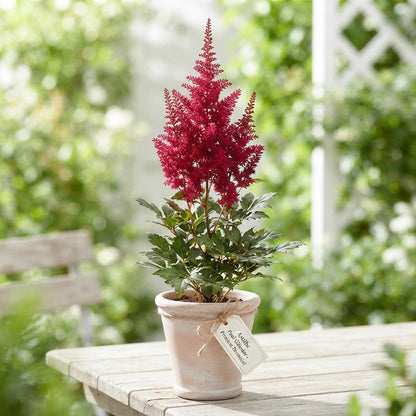 Red Astilbe ‘Paul Gäarder’ – 60cm Stems