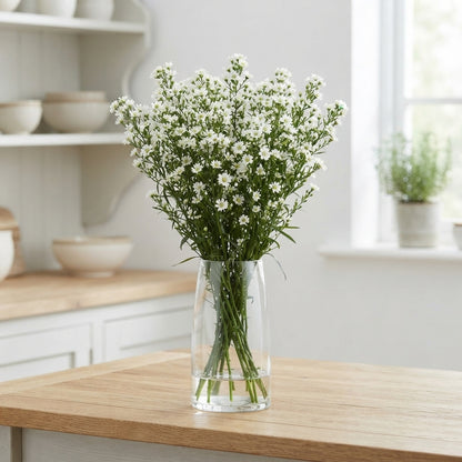 White Aster Paquita – 70cm Stems