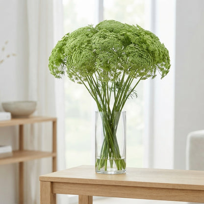 Ammi Green Mist White Cut Stems – 70cm