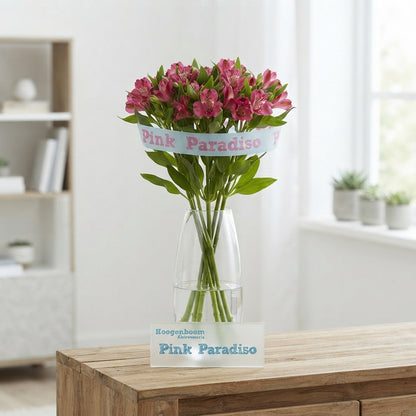 Pink Alstroemeria ‘Paradis’ – 75cm Stems