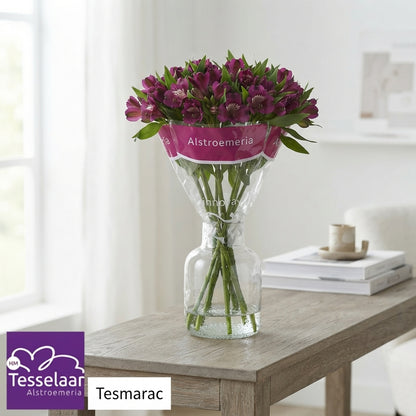 Purple Alstroemeria ‘Tesmarac’ – 70cm Stems