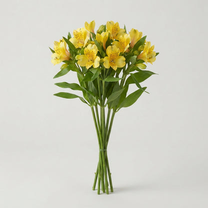 Yellow Alstroemeria Cut Flowers