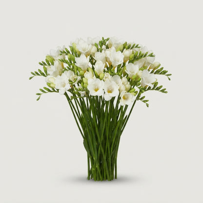 Freesia - Freesia - Alba River