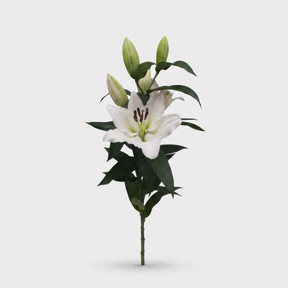Lily - Lilium - Tisento