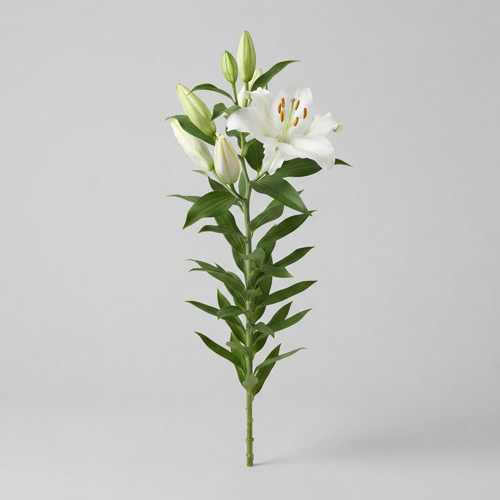 White Lily - Lilium (Oriental Group)