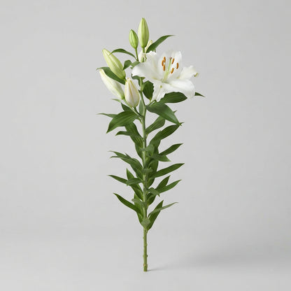 White Lily - Lilium (Oriental Group)