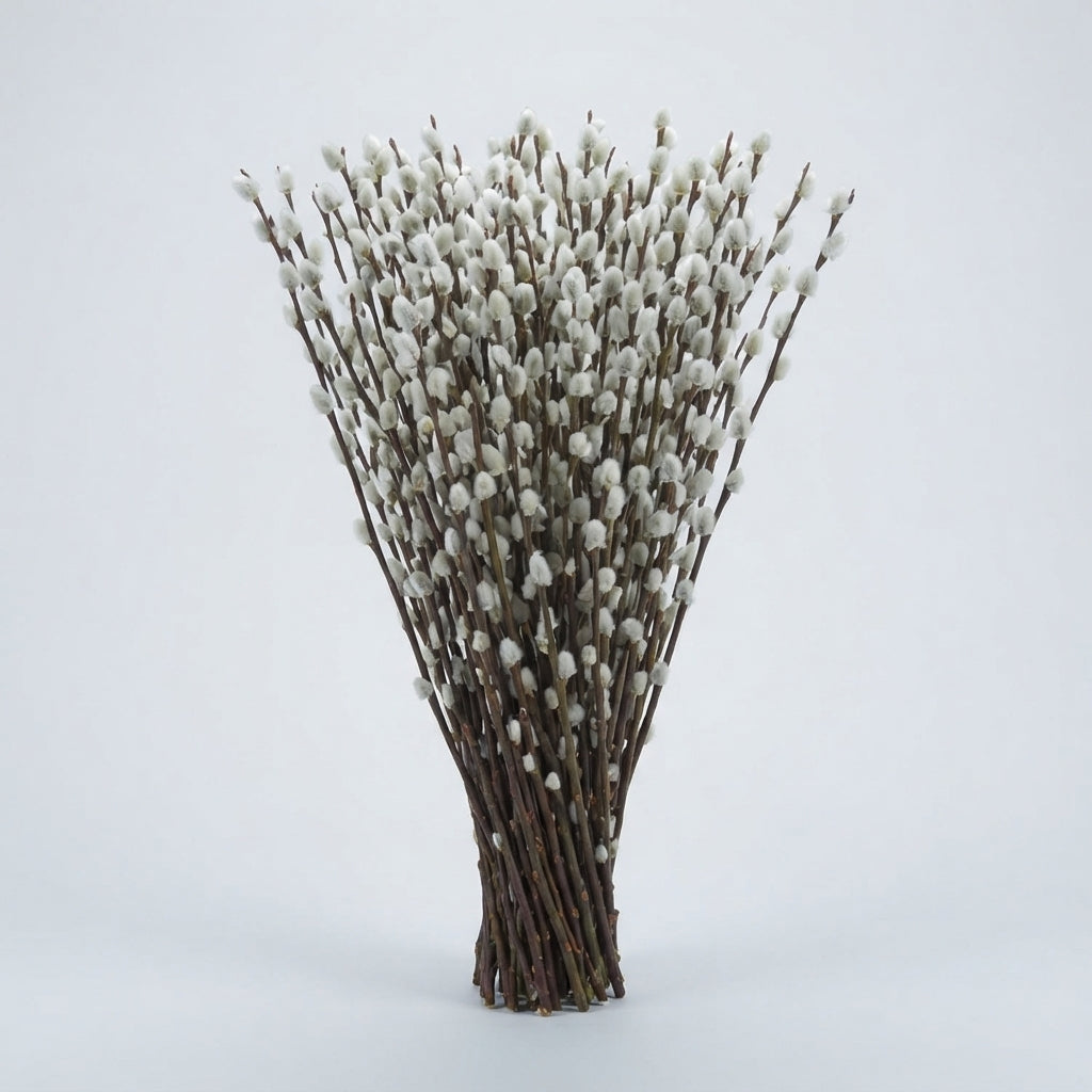 Pussy Willow - Salix - Snow Flake