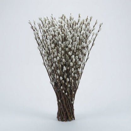 Pussy Willow - Salix - Snow Flake
