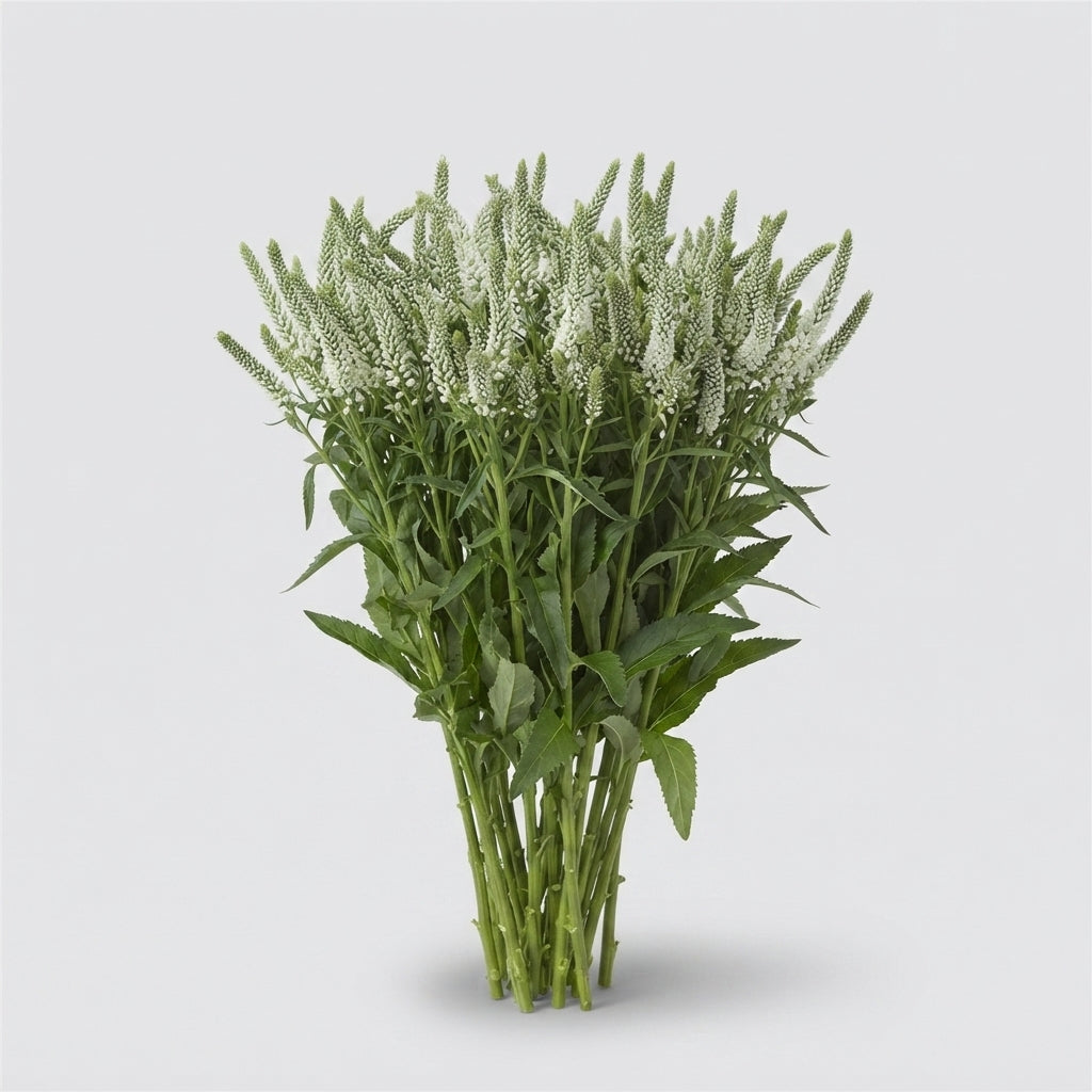 FeedSync:wholesale:a36f302e02a8db5644690079c264931092bc345b