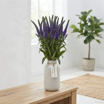 Assorted Veronica Cut Stems – 60cm