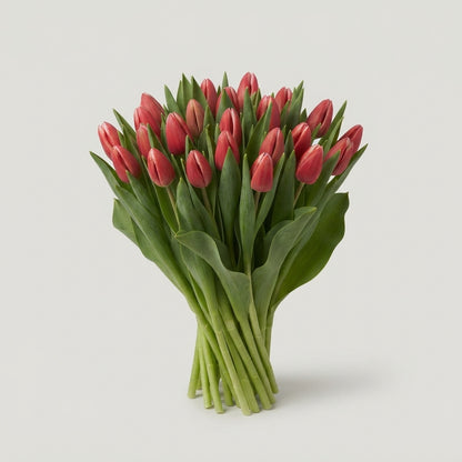 Tulip - Tulipa - Timeless