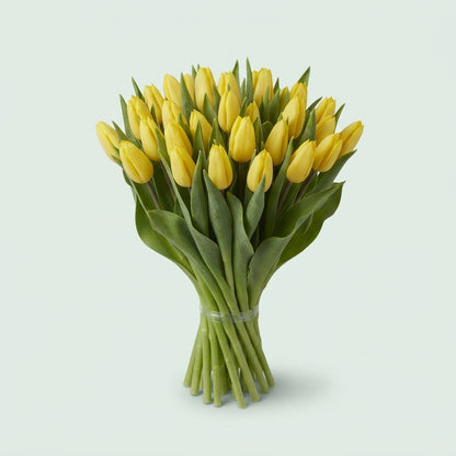 Tulip - Tulipa - Strong Gold