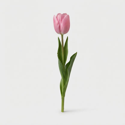Tulip - Tulipa - Sirikit