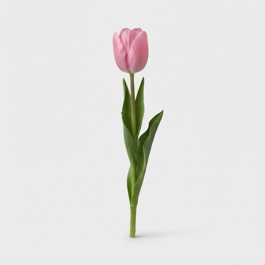 Tulip - Tulipa - Sirikit