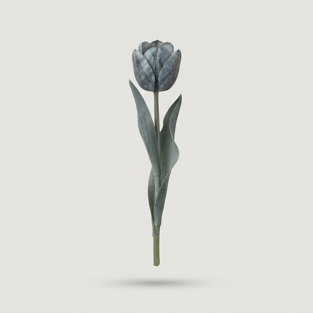 Tulip - Tulipa - Shades Of Grey