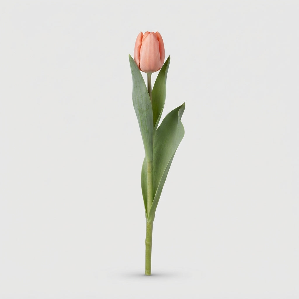 Dyed Tulip - Tulipa