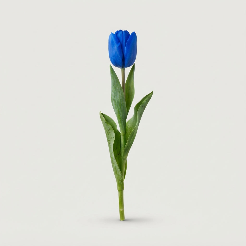 Tulip - Tulipa - Royal Blue