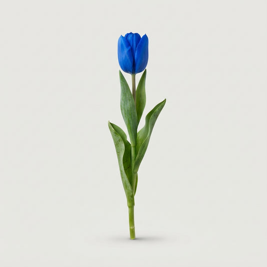 Tulip - Tulipa - Royal Blue