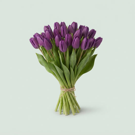 Tulip - Tulipa - Pastel Violet
