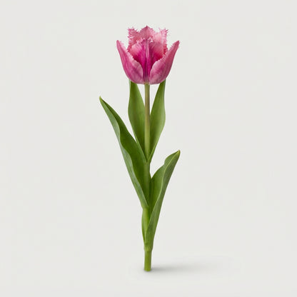 Tulip - Tulipa - Flirty Pink