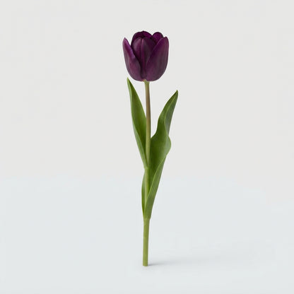 Tulip - Tulipa - Dyed Dark Violet