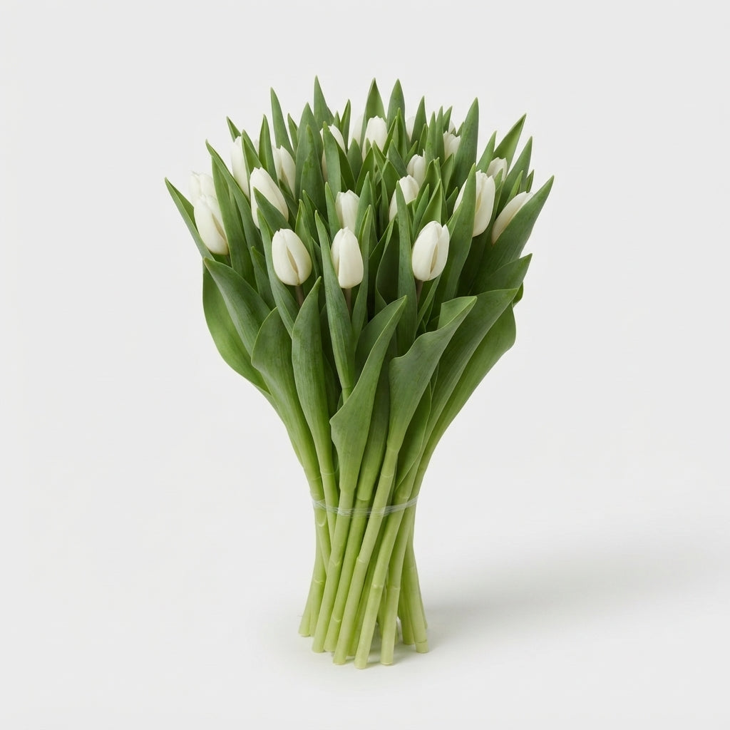 Tulip - Tulipa - Royal Virgin