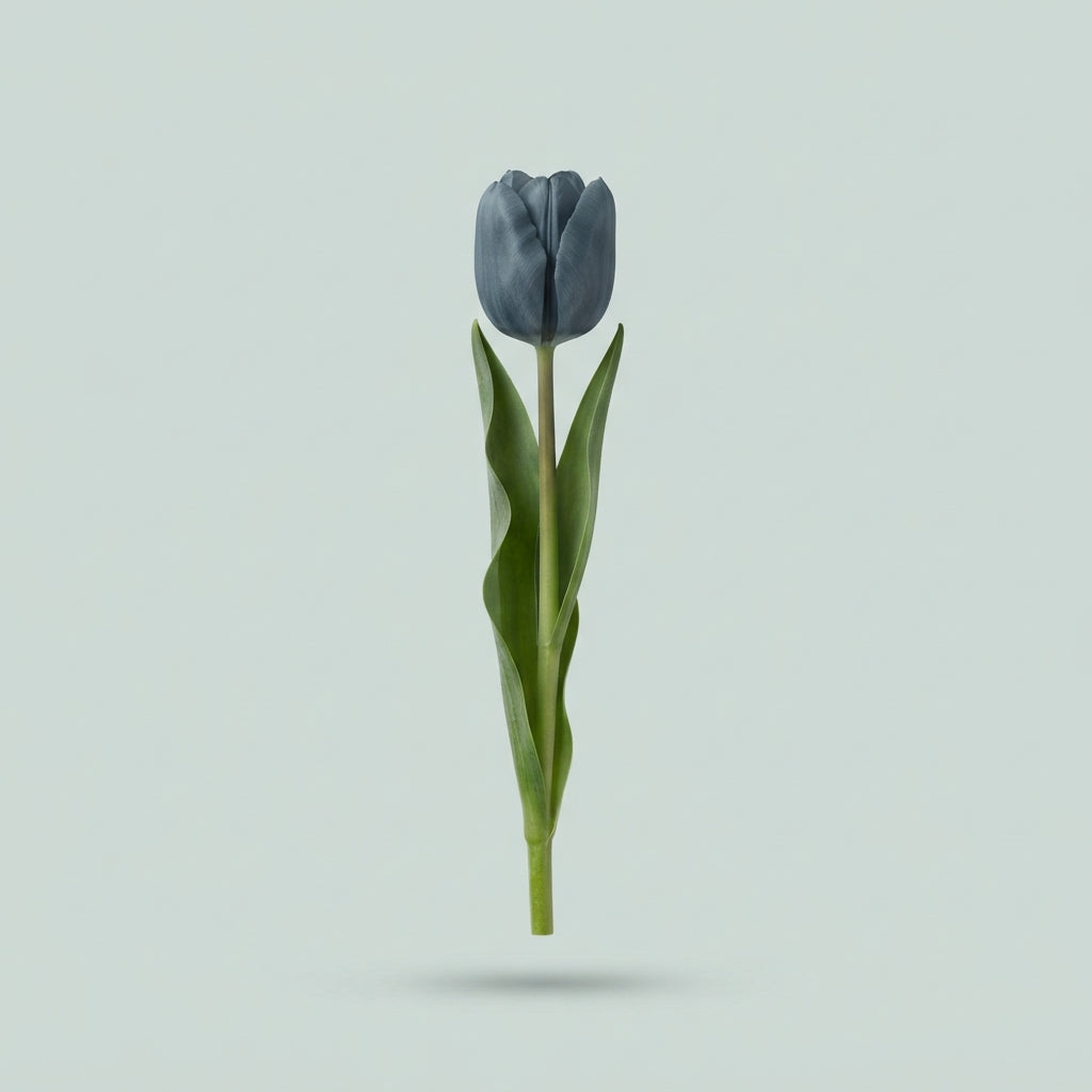 Dyed Gypsy Grey Tulip - Tulipa - Gypsy Grey