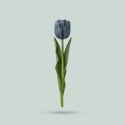 Dyed Gypsy Grey Tulip - Tulipa - Gypsy Grey