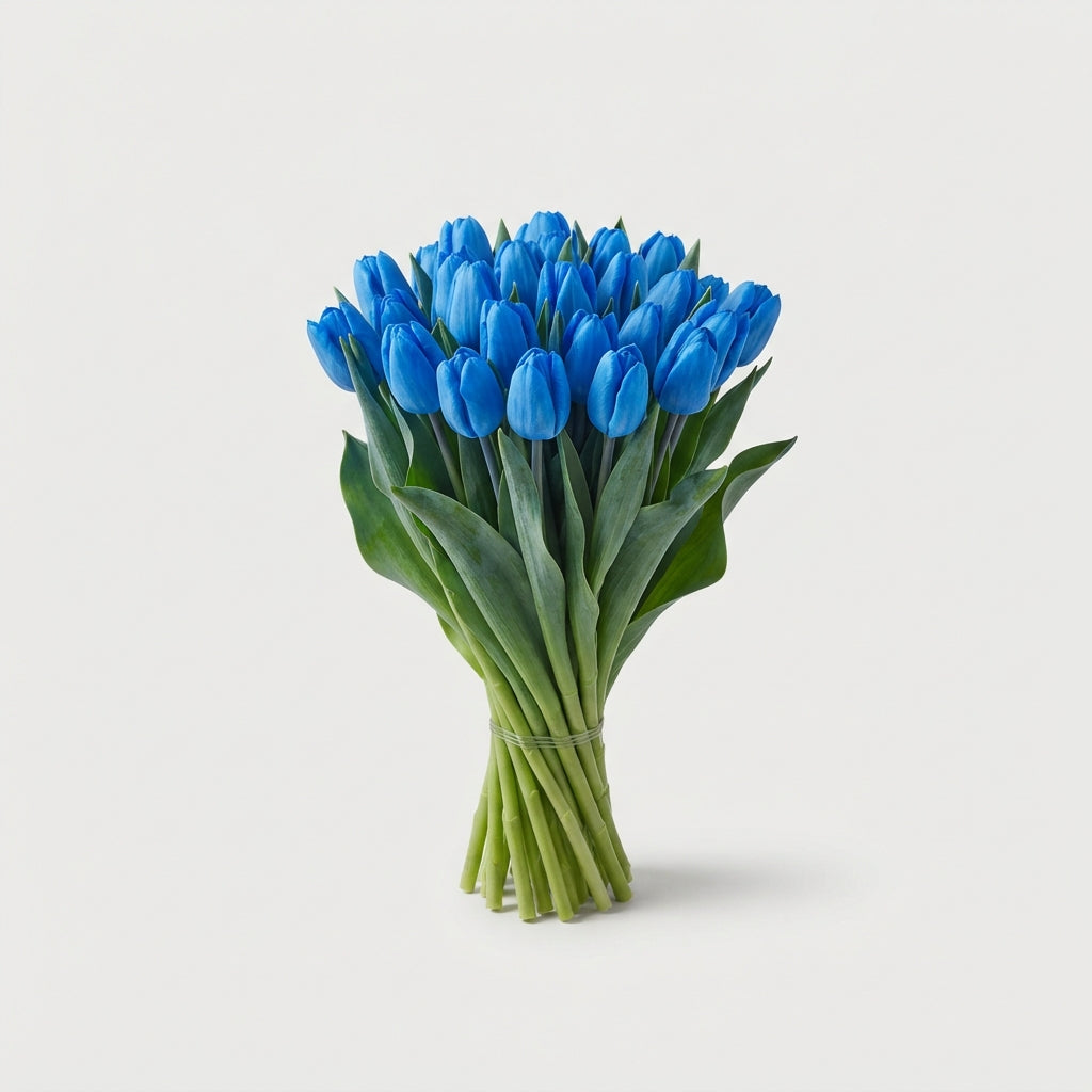 Dyed Tulip - Tulipa - Bluetooth