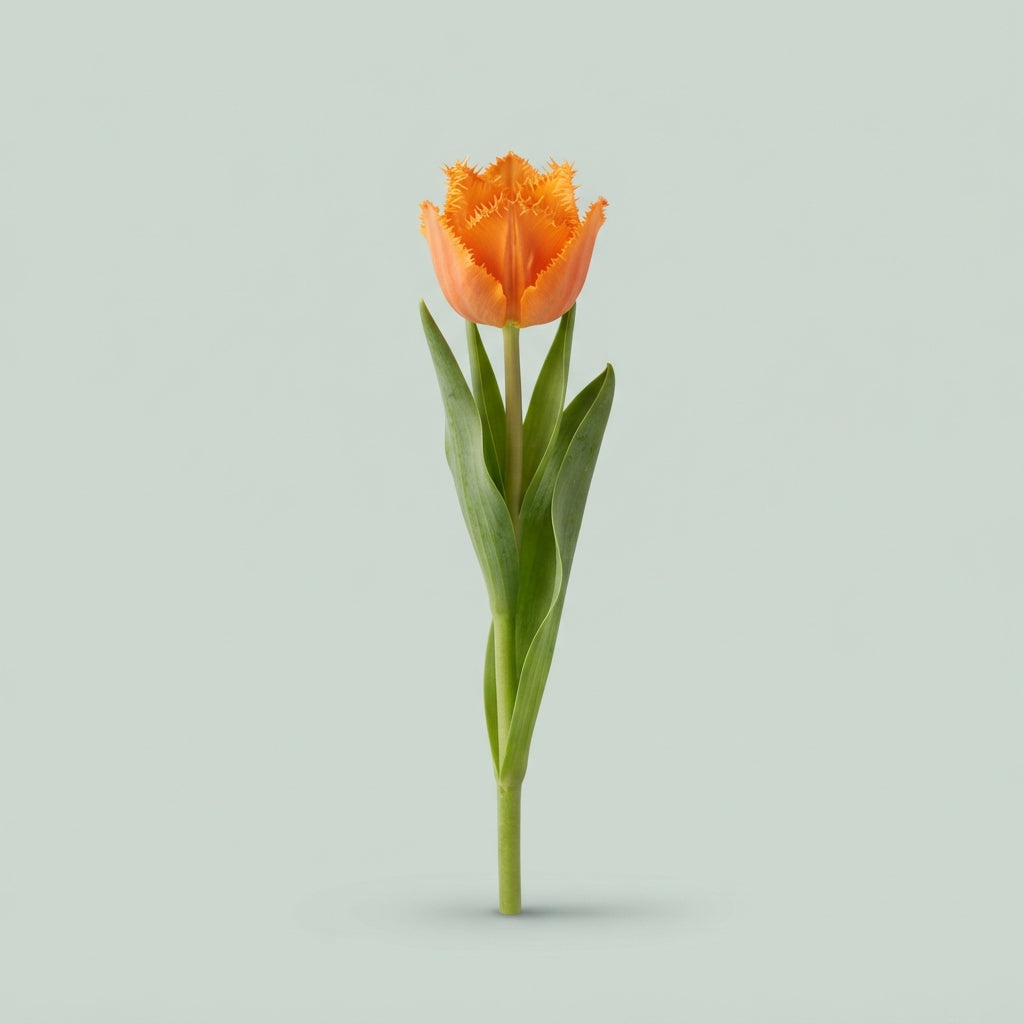 Tulip - Tulipa - Monte Orange