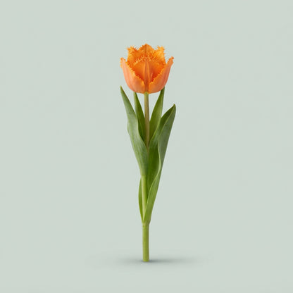 Tulip - Tulipa - Monte Orange