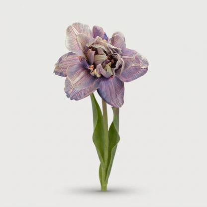 Tulip - Tulipa - Tulipa single