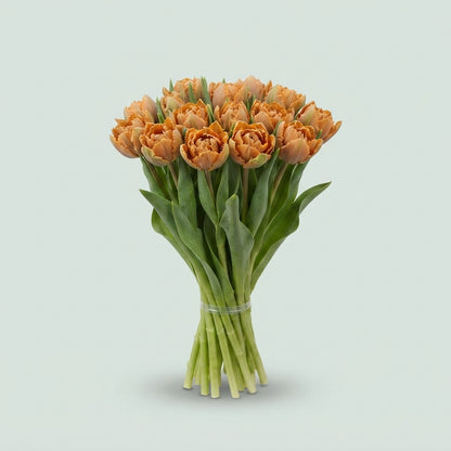 Dyed Double Tulip - Tulipa