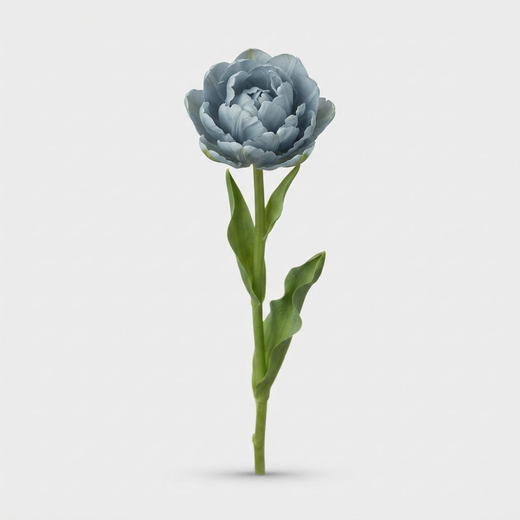 Double Tulip - Tulipa - Dusty Blue
