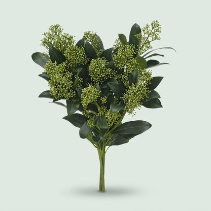Skimmia 'Frank White' Green Foliage Stems