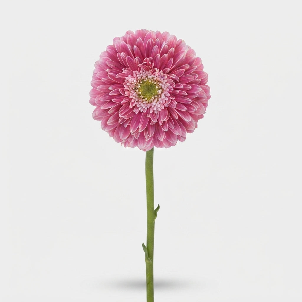Gerbera - Power Ball