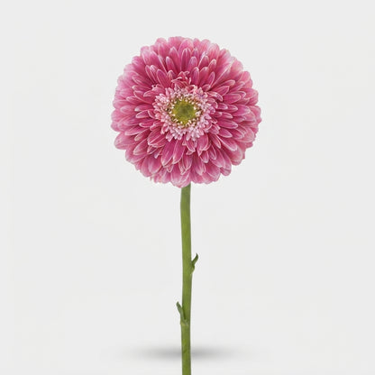 Gerbera - Power Ball