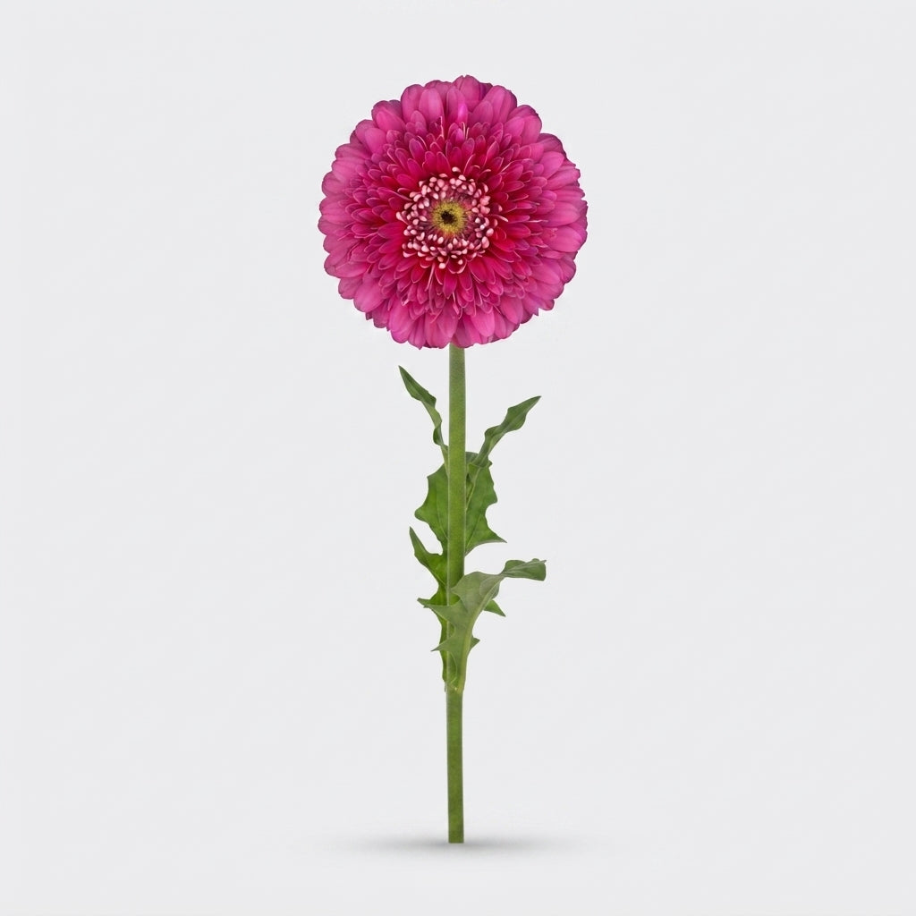 Gerbera - Gerbera - Magic Ball