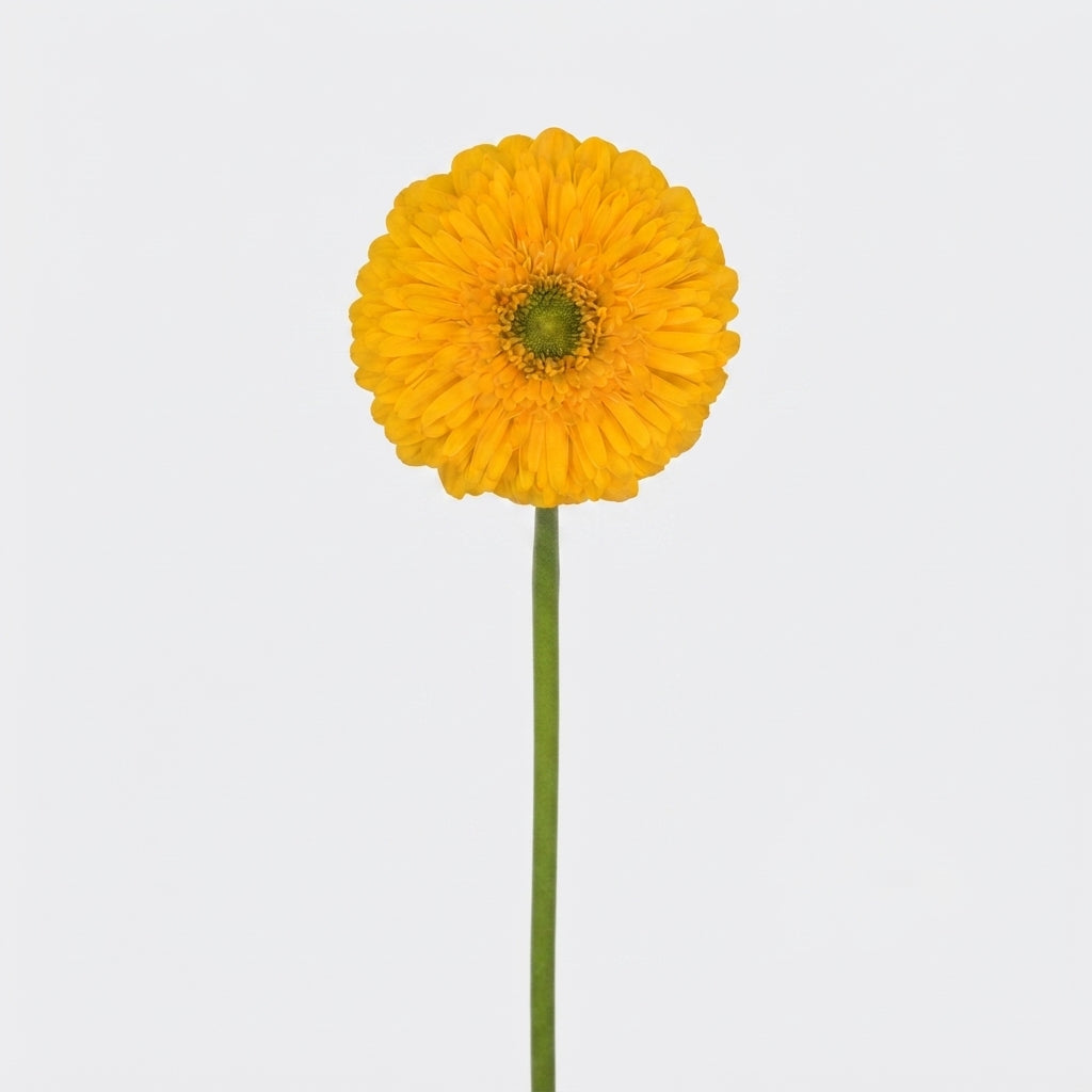 Gerbera - Gerbera - Honey Ball