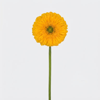 Gerbera - Gerbera - Honey Ball