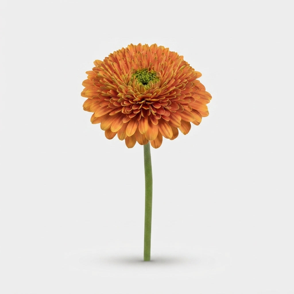 Gerbera - Berra