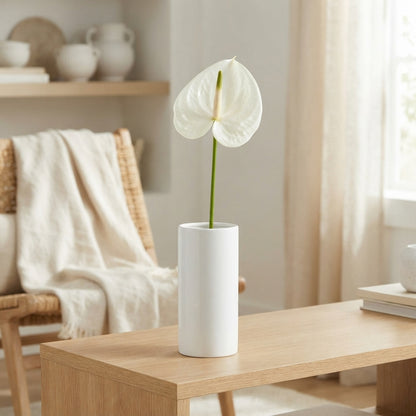 White Anthurium ‘Snowy’ – 35cm Stems