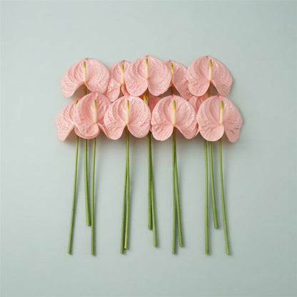 Pink Anthurium Kudoro Cut Flowers – 45cm Stems