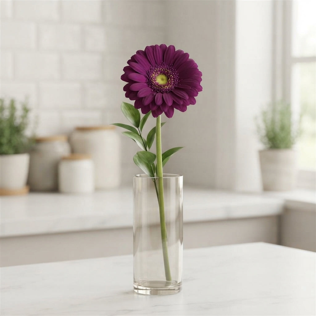 Purple Germini ‘Vivian’ Cut Flowers – 45cm Stems