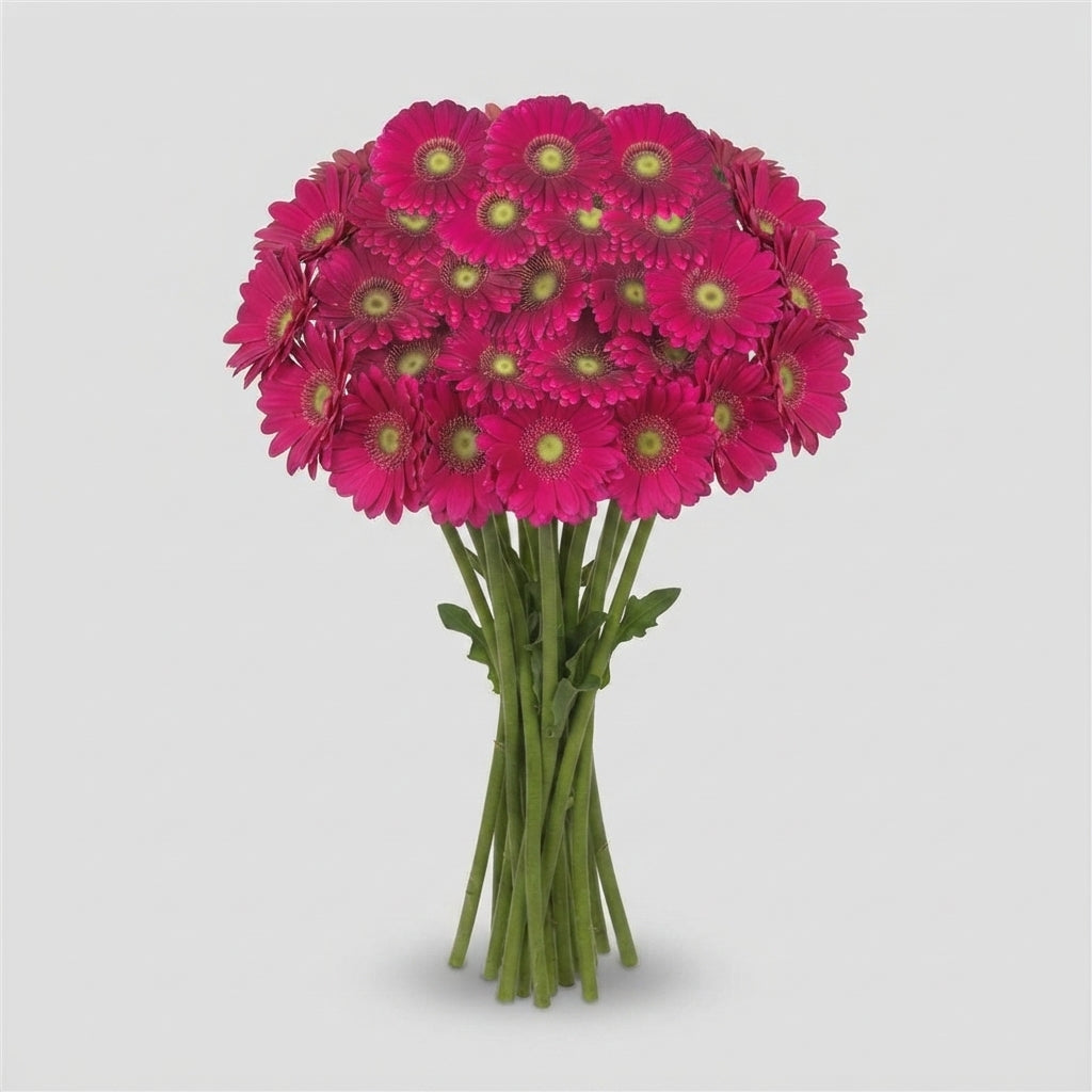 Purple Germini ‘Vivian’ Cut Flowers – 45cm Stems
