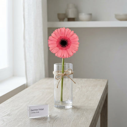 Pink Germini ‘Vidal’ – 50cm Stems