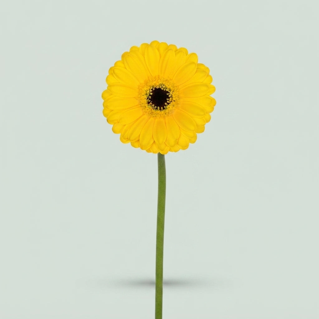 Yellow Pacman Gerbera Cut Flowers – 50cm Stems