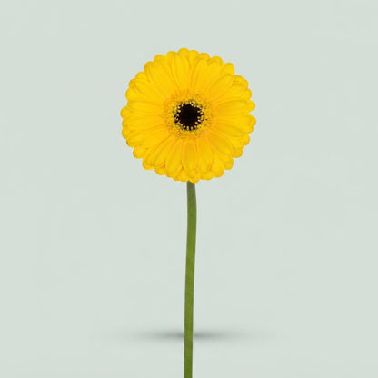 Yellow Pacman Gerbera Cut Flowers – 50cm Stems